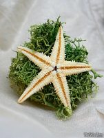 Cocarde - Cocarde #5